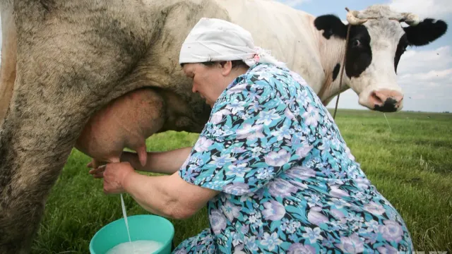 Доярки могут стать богаче программистов