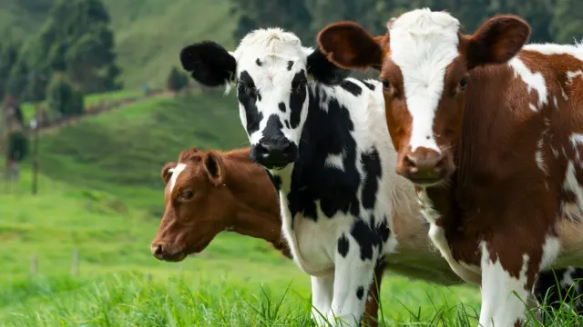 Специалисты отрасли о клонировании в РФ удойной коровы: Их лучше не эксплуатировать