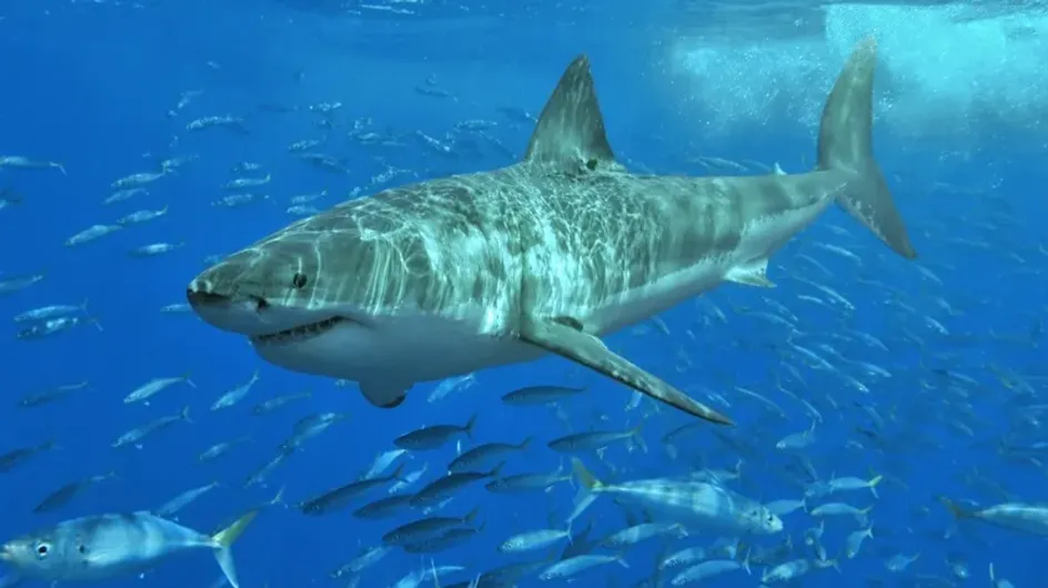 ТД: Туристы из РФ ищут отели с сетками от акул