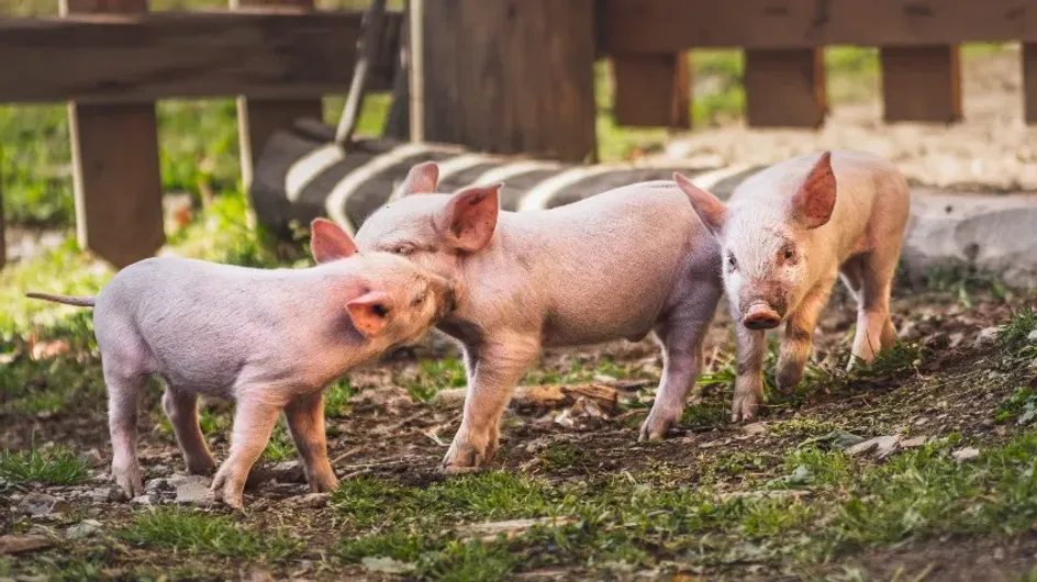 Fox News: ученые из Соединённых Штатов планируют создать химеру из человека и свиньи
