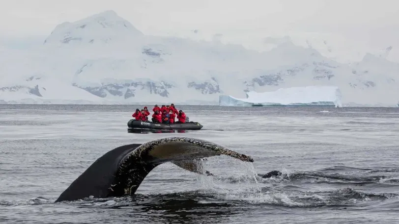 RG.RU: Компания из РФ запустит туры для наблюдения за китами на Шпицбергене