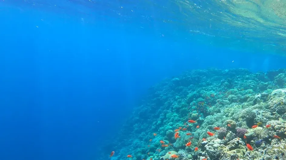 ООН предпринимает усилия по предотвращению экологической катастрофы в Красном море