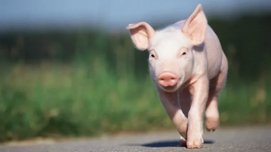 В американском штате Миннесота свиньи выбежали на магистраль после опрокидывания прицепа