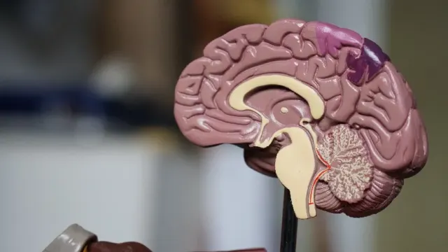 JAMA Network Open: разработан новый инструмент с ИИ, выявляющий нарушения мозга за секунды