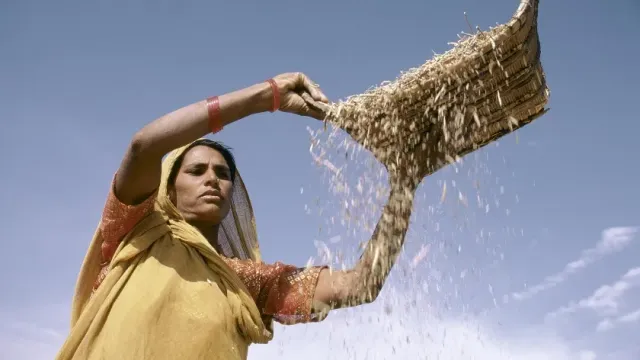 Власти Индии пересматривают минимальную цену на экспорт риса басмати