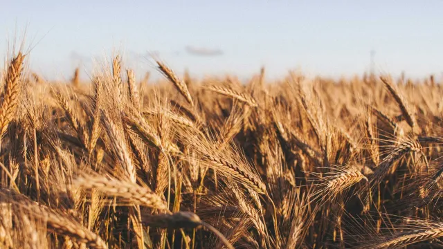 Турция намерена ограничить импорт пшеницы
