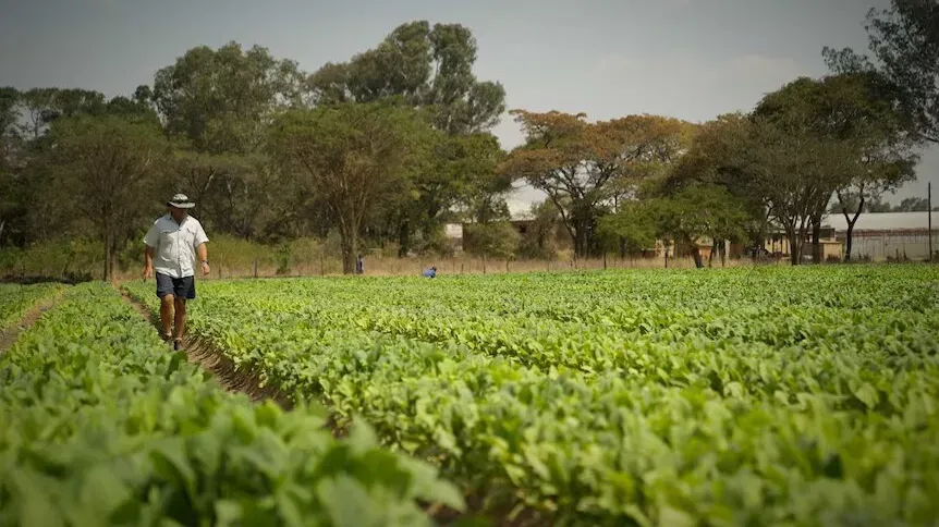 Власти Зимбабве продлили фермерам сроки утилизации остатков табачных растений