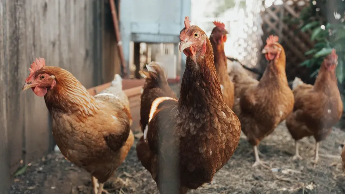 Эквадор успешно завершил экспорт куриного мяса на Багамы