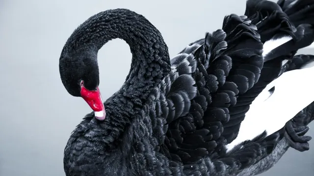 «Черный лебедь» в экономике: значения и известные примеры