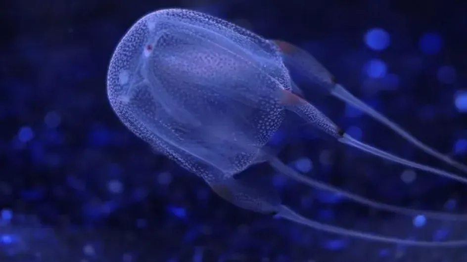 Туристка во время купания в Висайском море дотронулась до коробчатой медузы и погибла