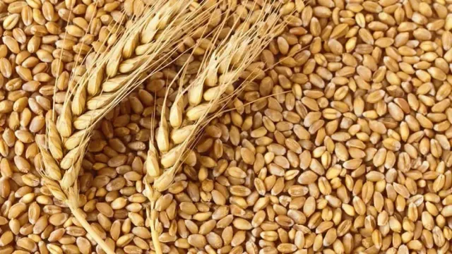 Горячая новость | Запасы зерна в сельхозорганизациях РФ на 1 июня снизились на 14,1%