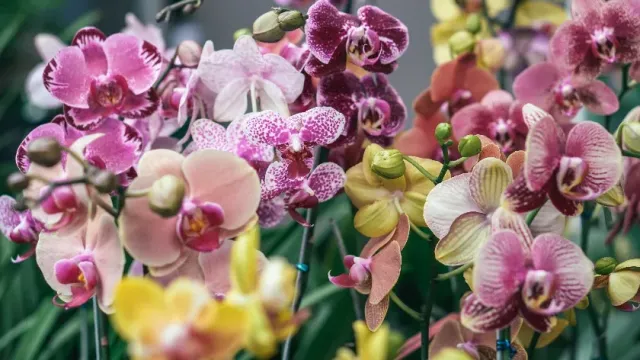 PNAS: глобальное похолодание ускорило эволюцию орхидей за последние 10 млн лет