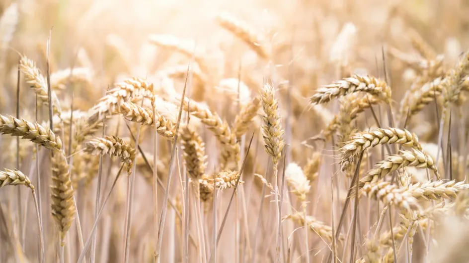 Bloomberg назвал майские заморозки в РФ причиной роста цен на пшеницу
