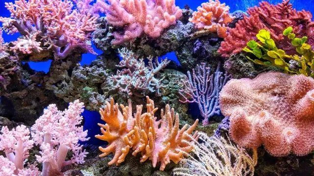 Рекордная жара привела к обесцвечиванию кораллов