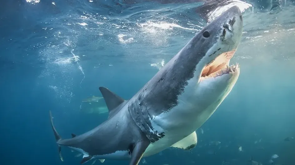 Убившая россиянина акула в Хургаде уже нападала на туристов в прошлом и позапрошлом годах